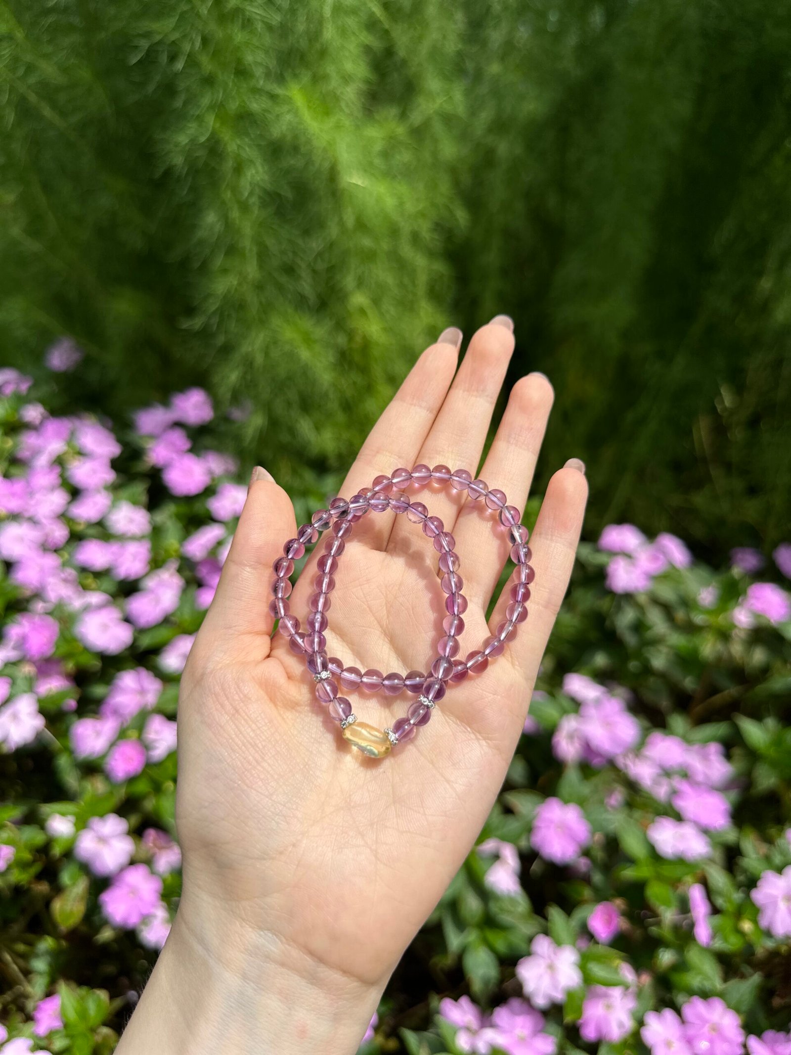 IMG_1077紫曜日光 IMG_1077紫曜日光